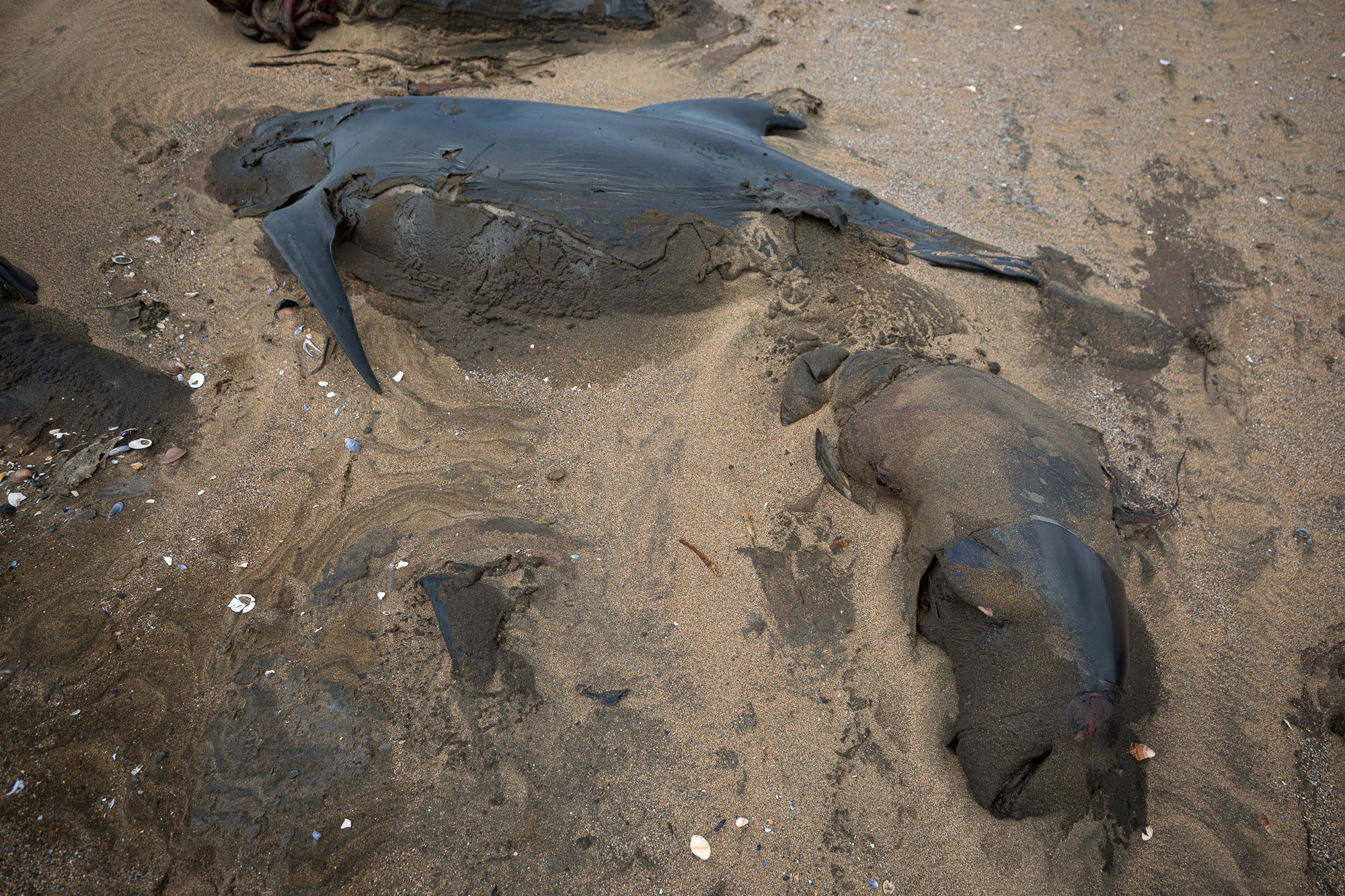 pilot whale stranding