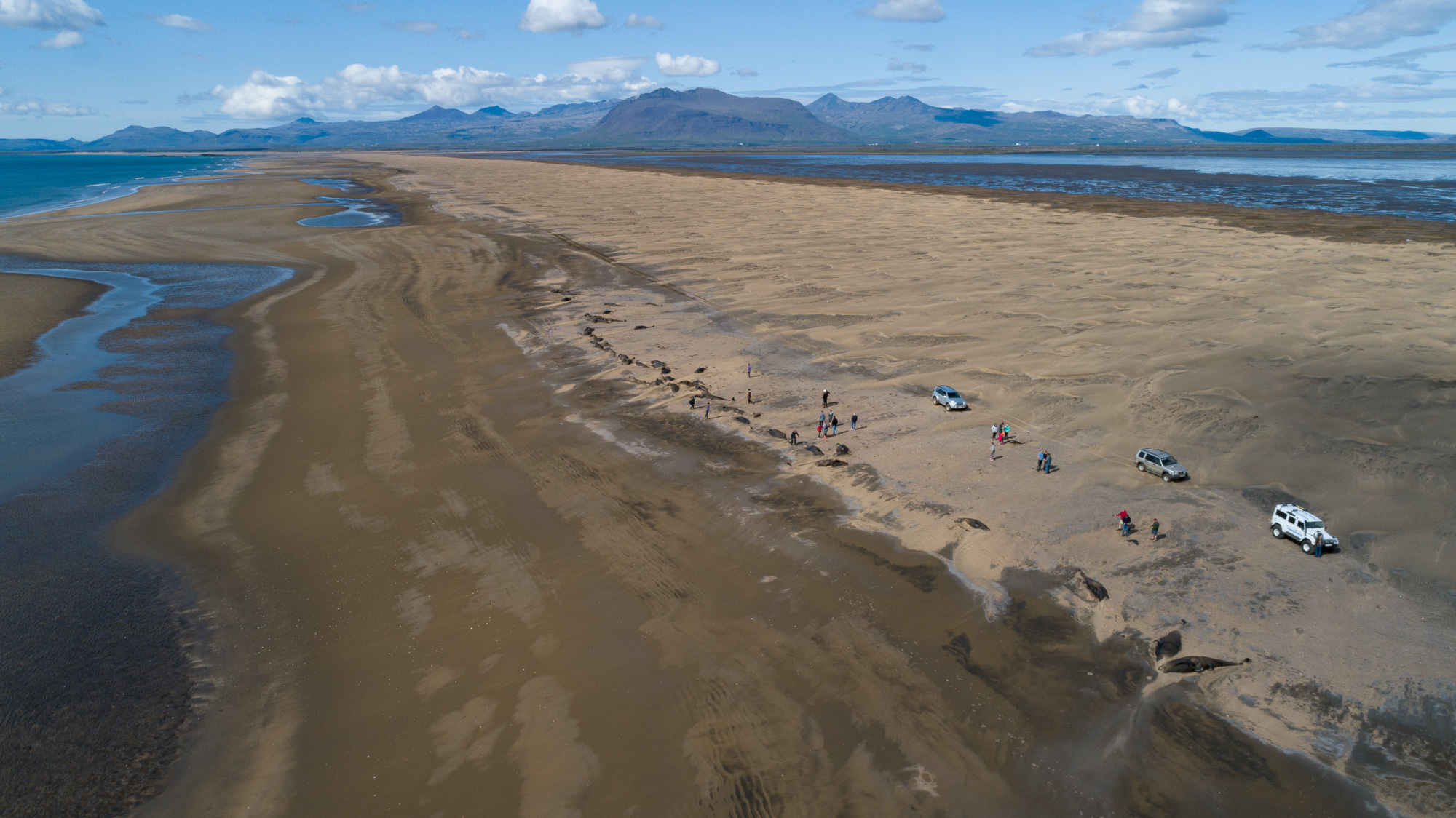 pilot whale stranding