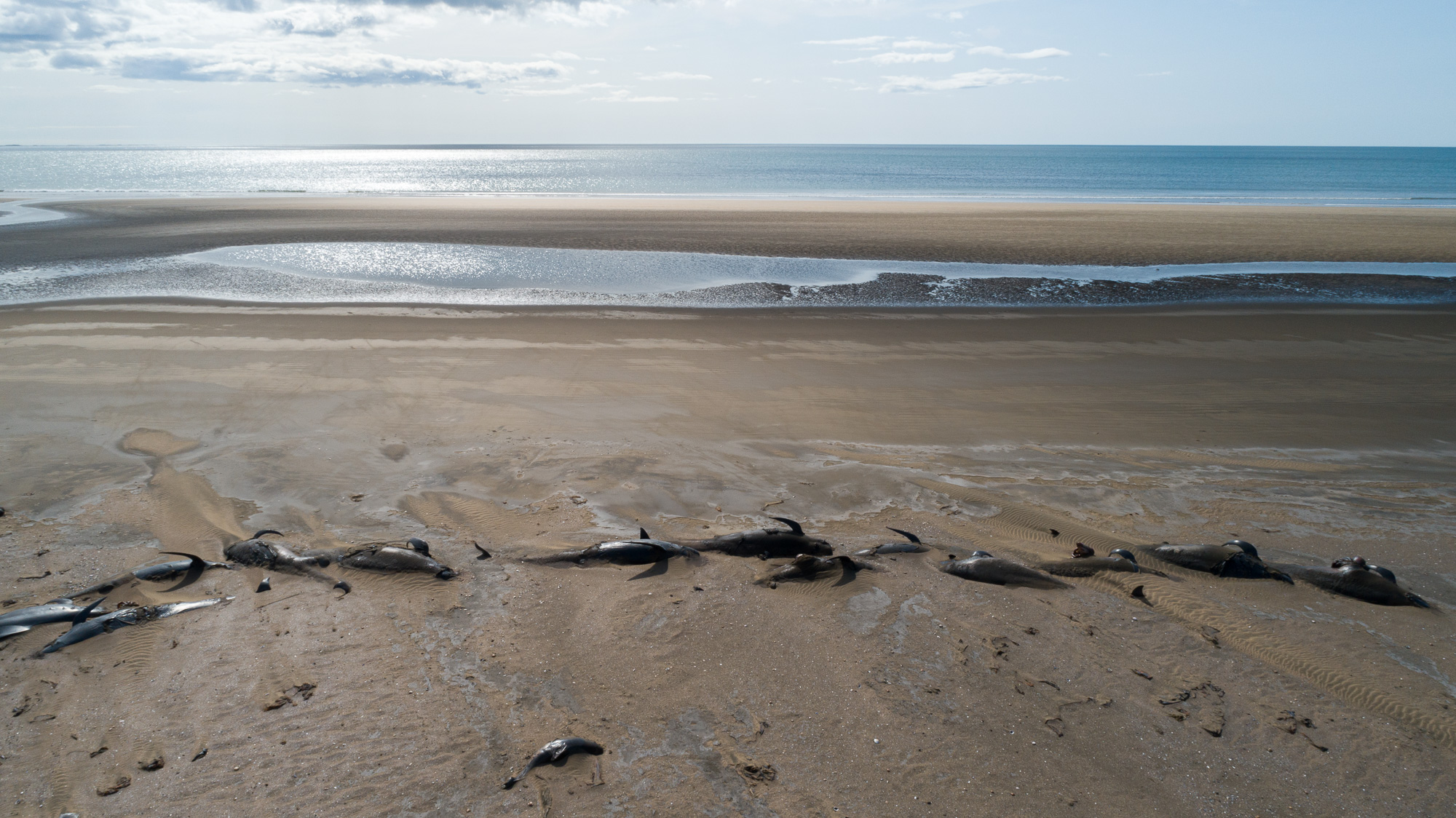 pilot whale stranding