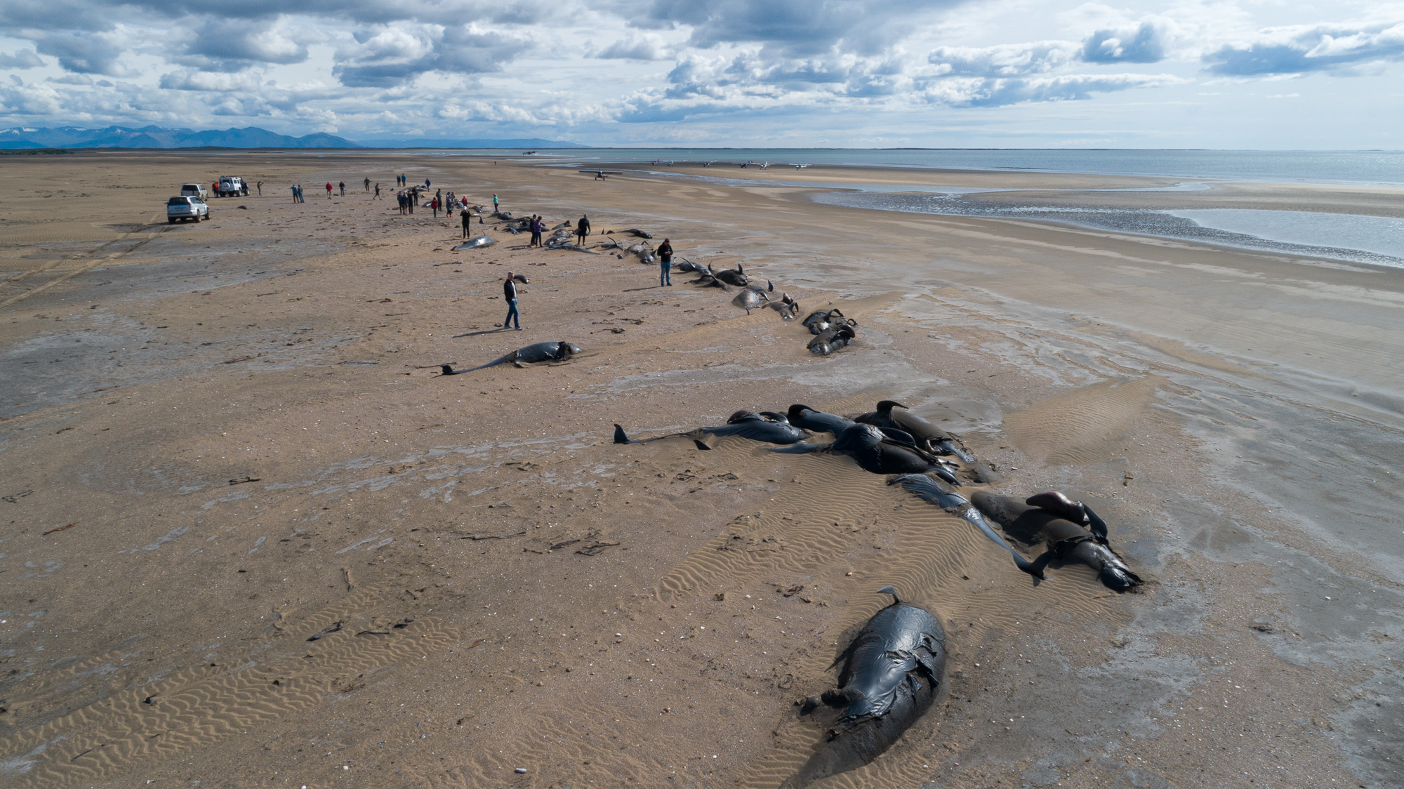 pilot whale stranding