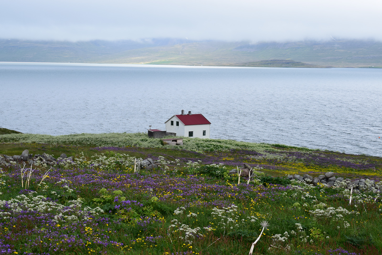 Hornstrandir: A Westfjords Adventure On The Trail Of The Arctic Fox