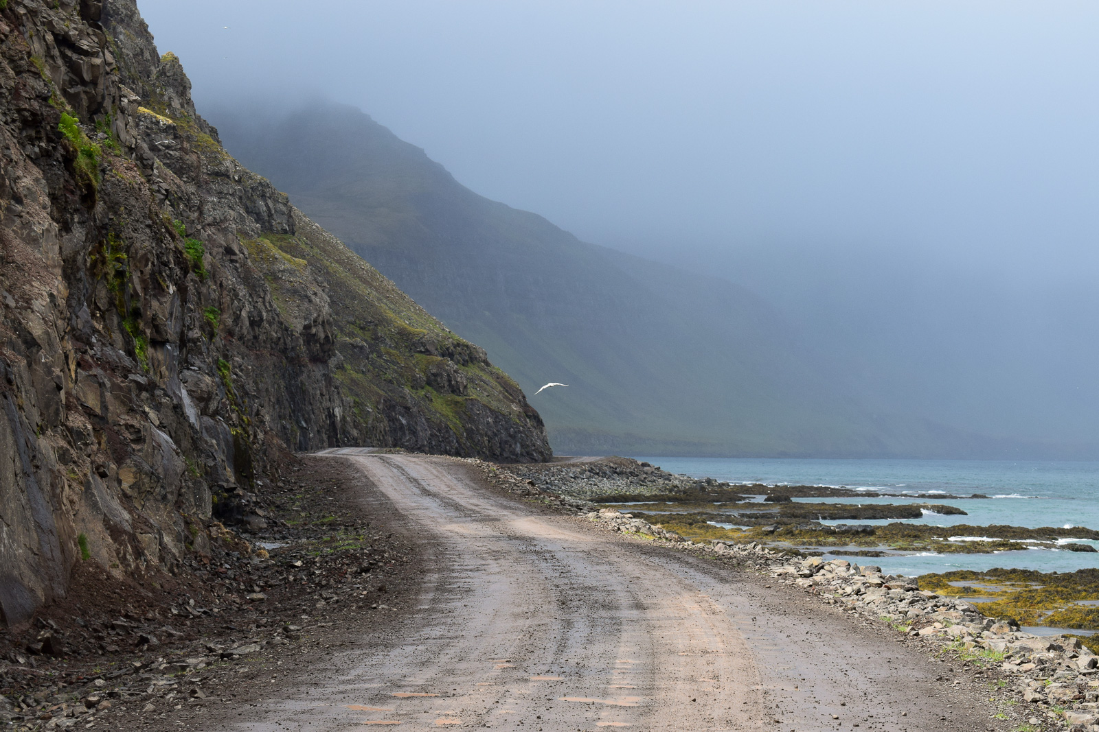 At The Speed Of Birds: The Eyris And Eyries Of The Westfjords