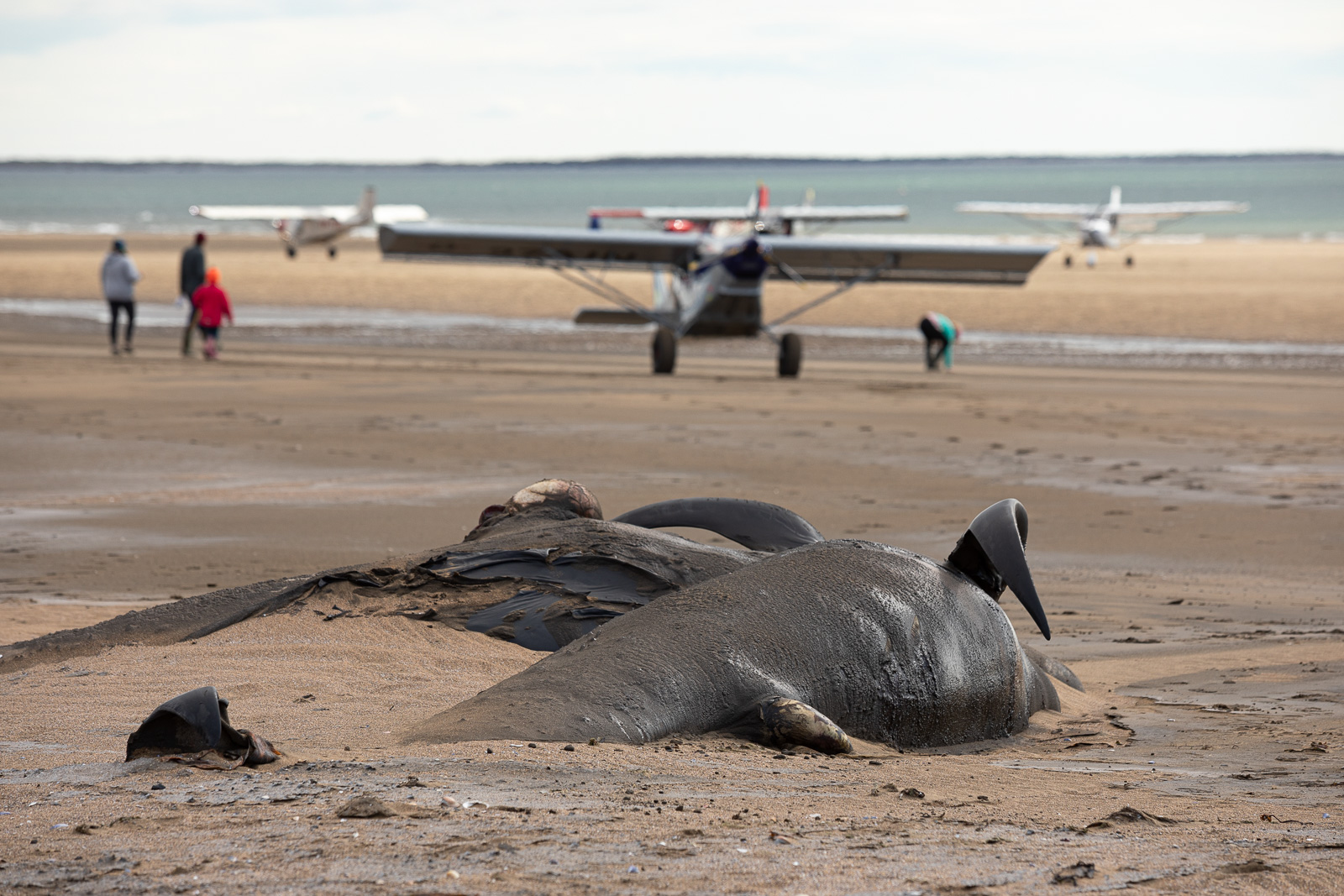 Gamlaeyri Whale Stranding: A Difficult Journey To The Whale Wreck