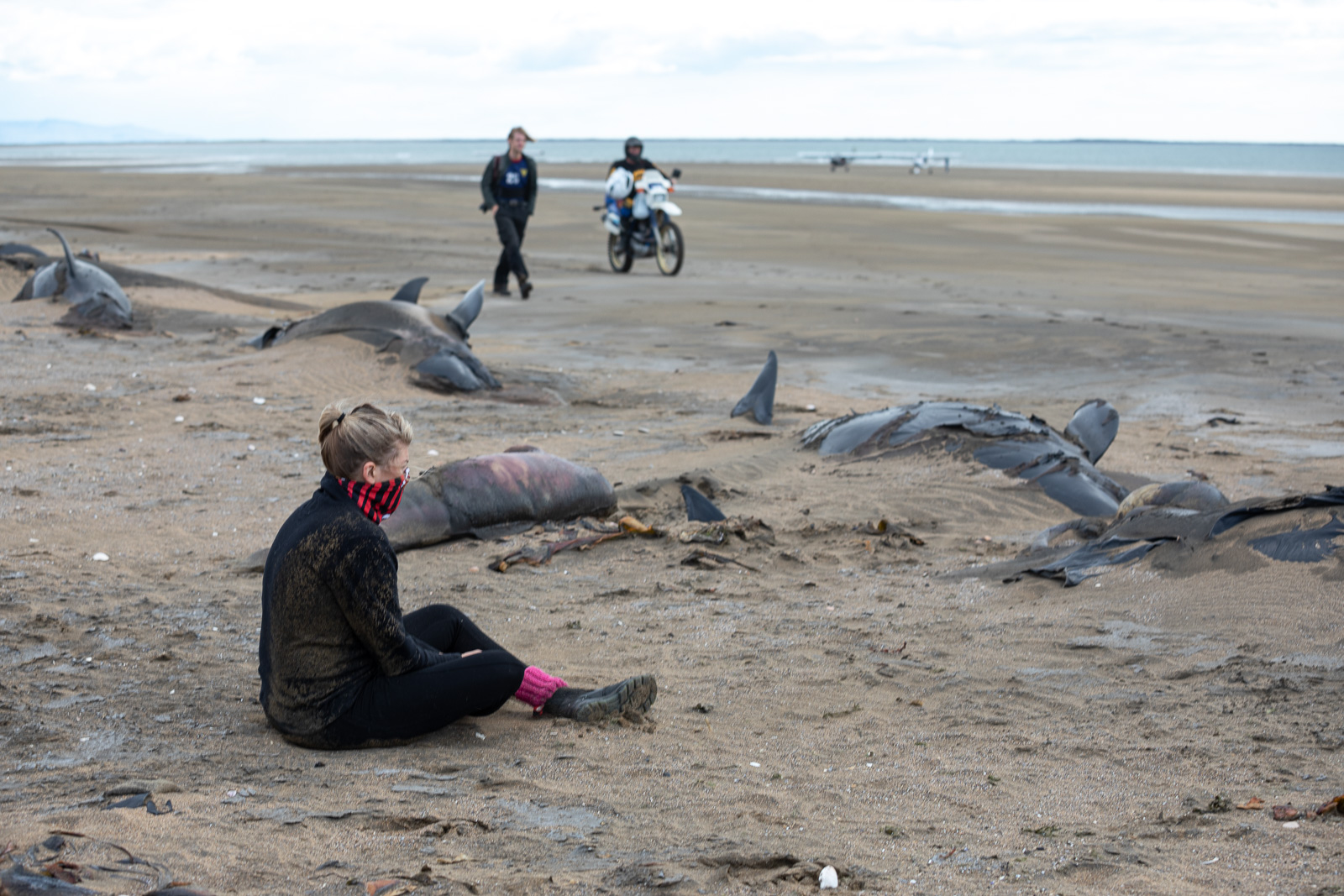 Ask A Marine Biologist: Why Do Whales Strand?