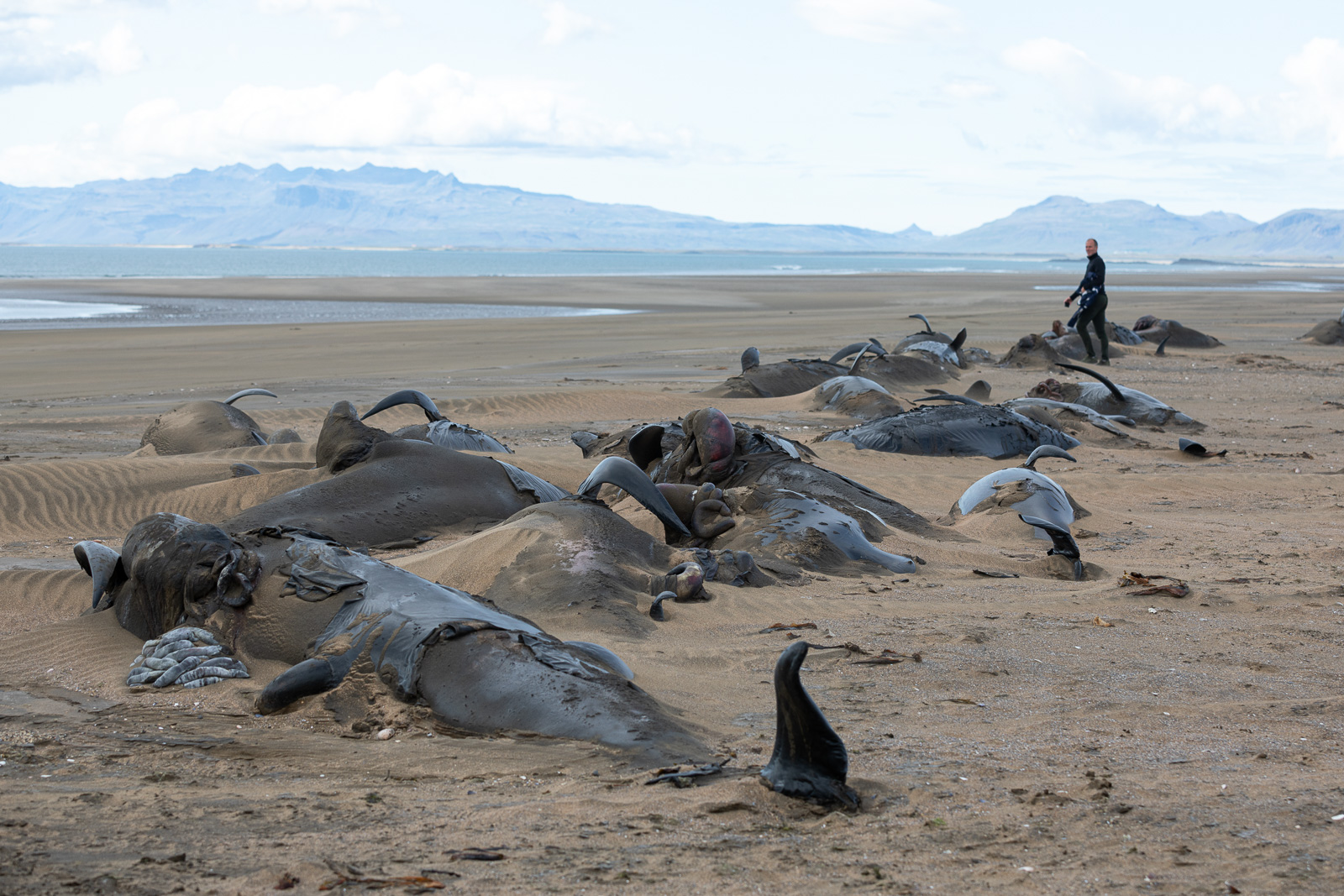 Scientist Bizarrely Blames Whale Watching For Beaching Of Whales