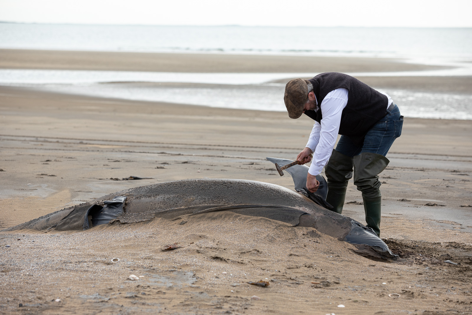 83 Whale Beachings In Iceland This Year