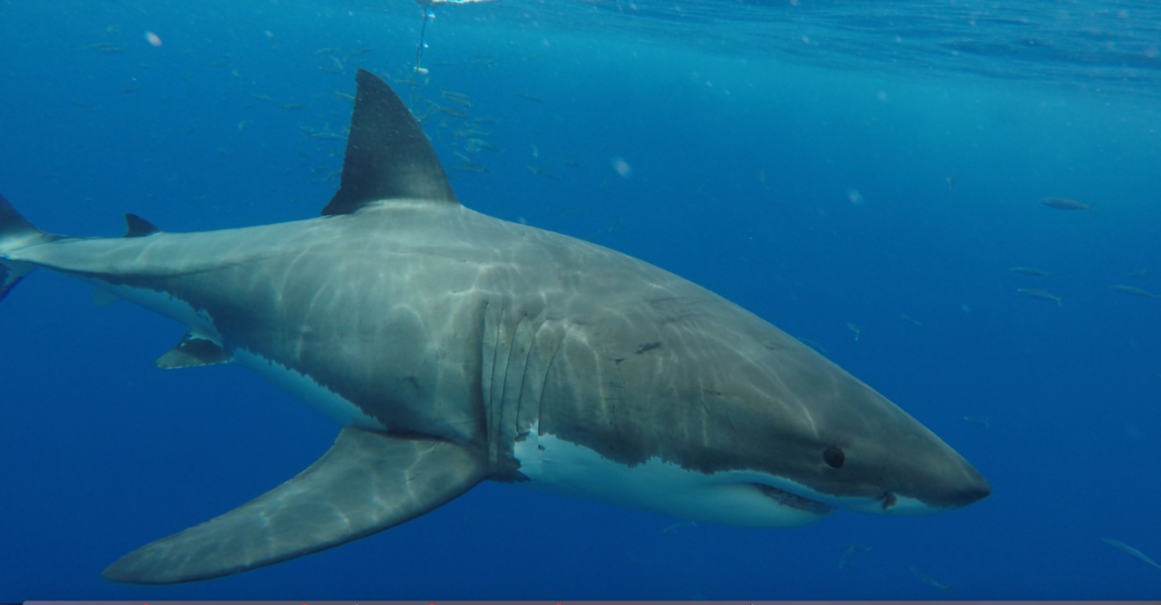 Iceland Votes Against Protecting Sharks