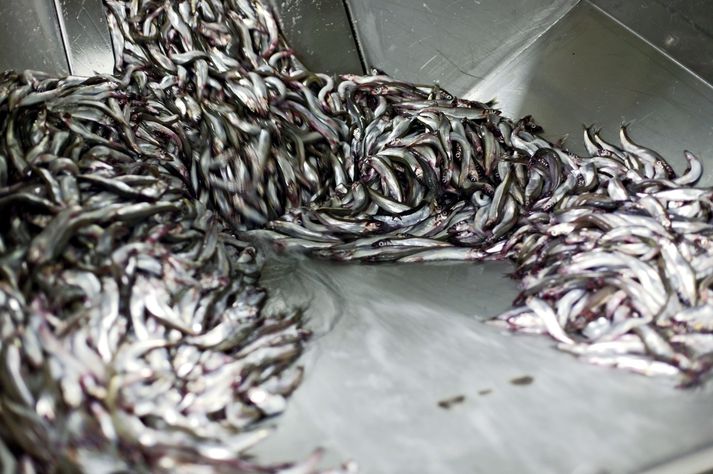 Capelin Shortage Threatens Cod Population