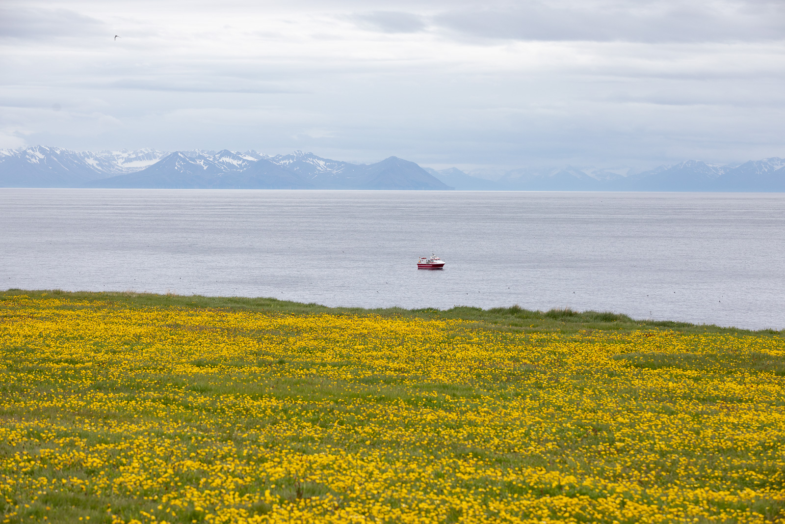 Around 240 Earthquakes Recorded Near Grímsey