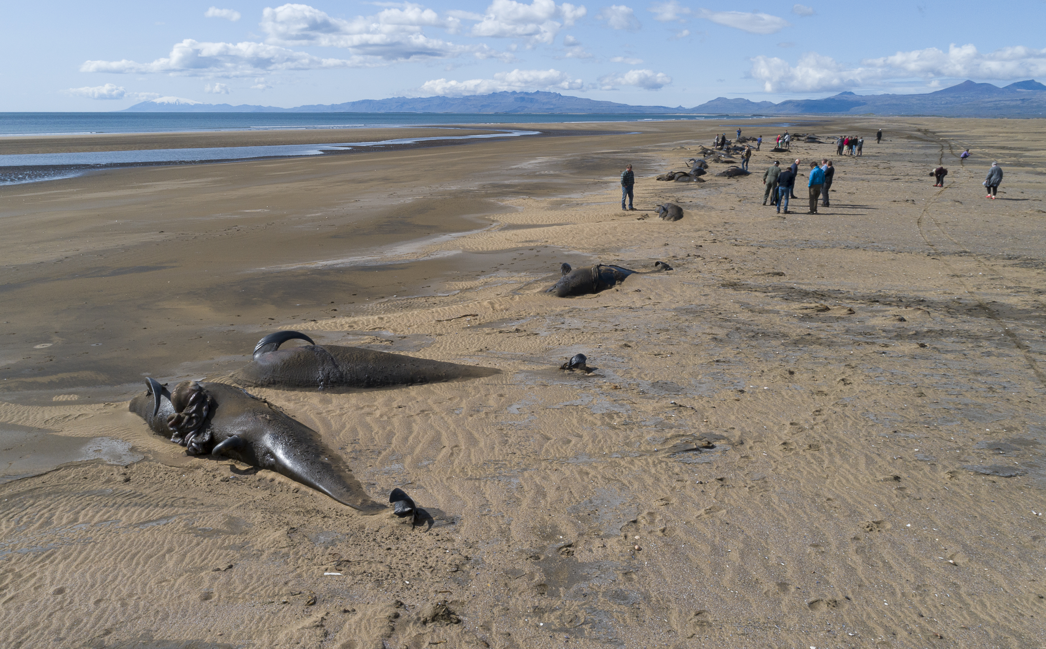 A Whale Of A Conflict: Are Whale Watching Ships Responsible For Strandings?