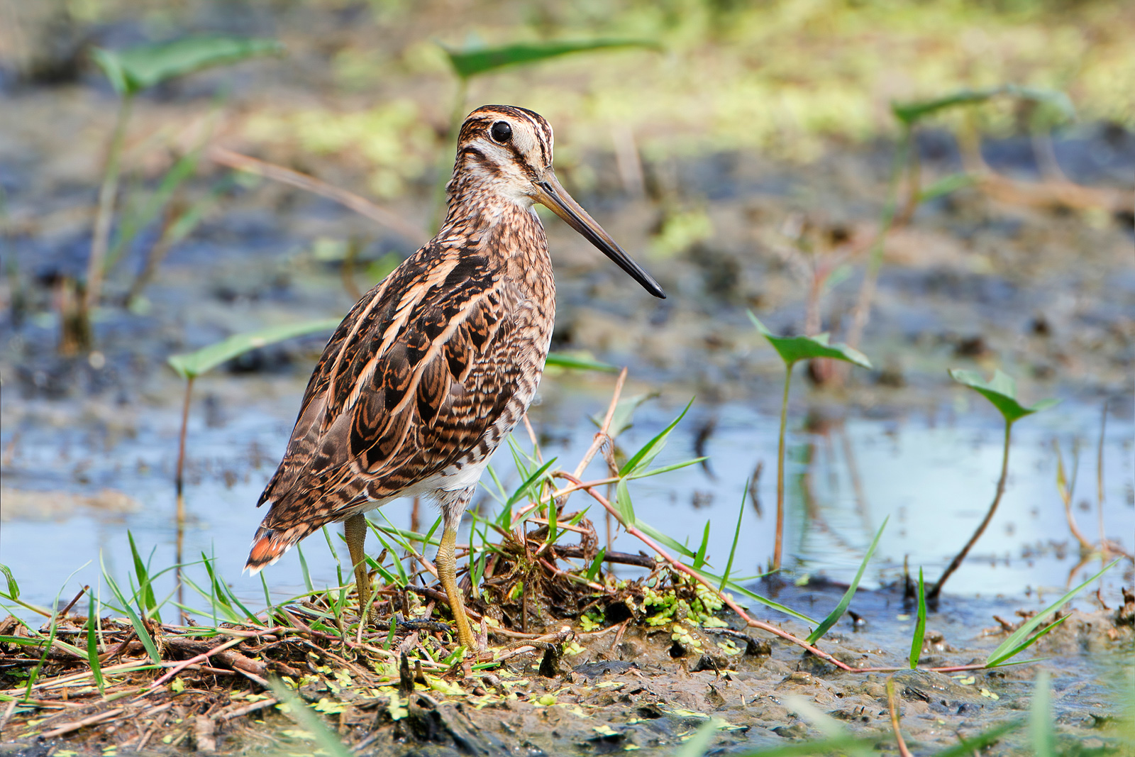 Icelandic Superstitions: The Snipes Are Not What They Seem