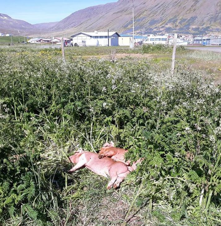 Pigs Eat All The Chervil In Town; Townspeople Ecstatic