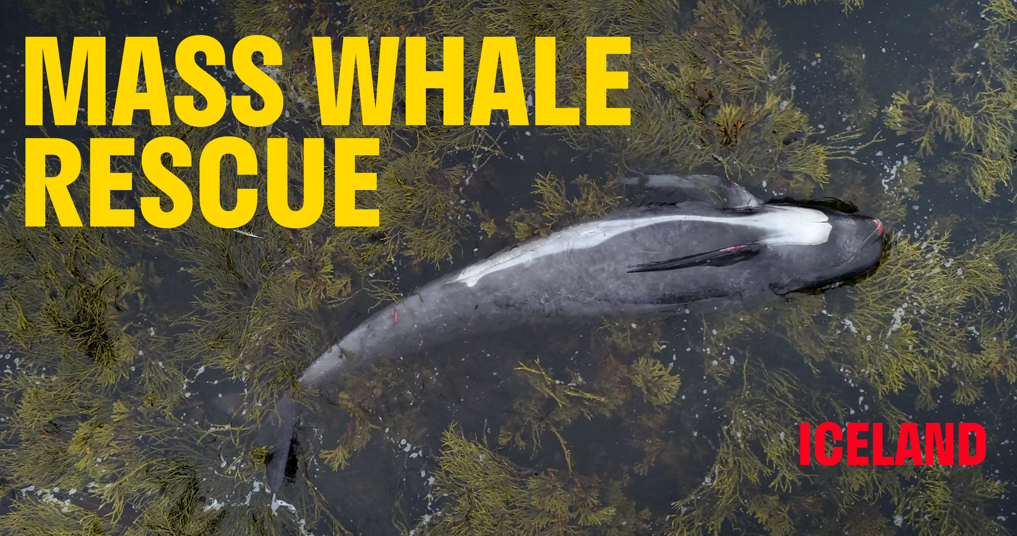 Mass Whale Rescue in Reykjanes