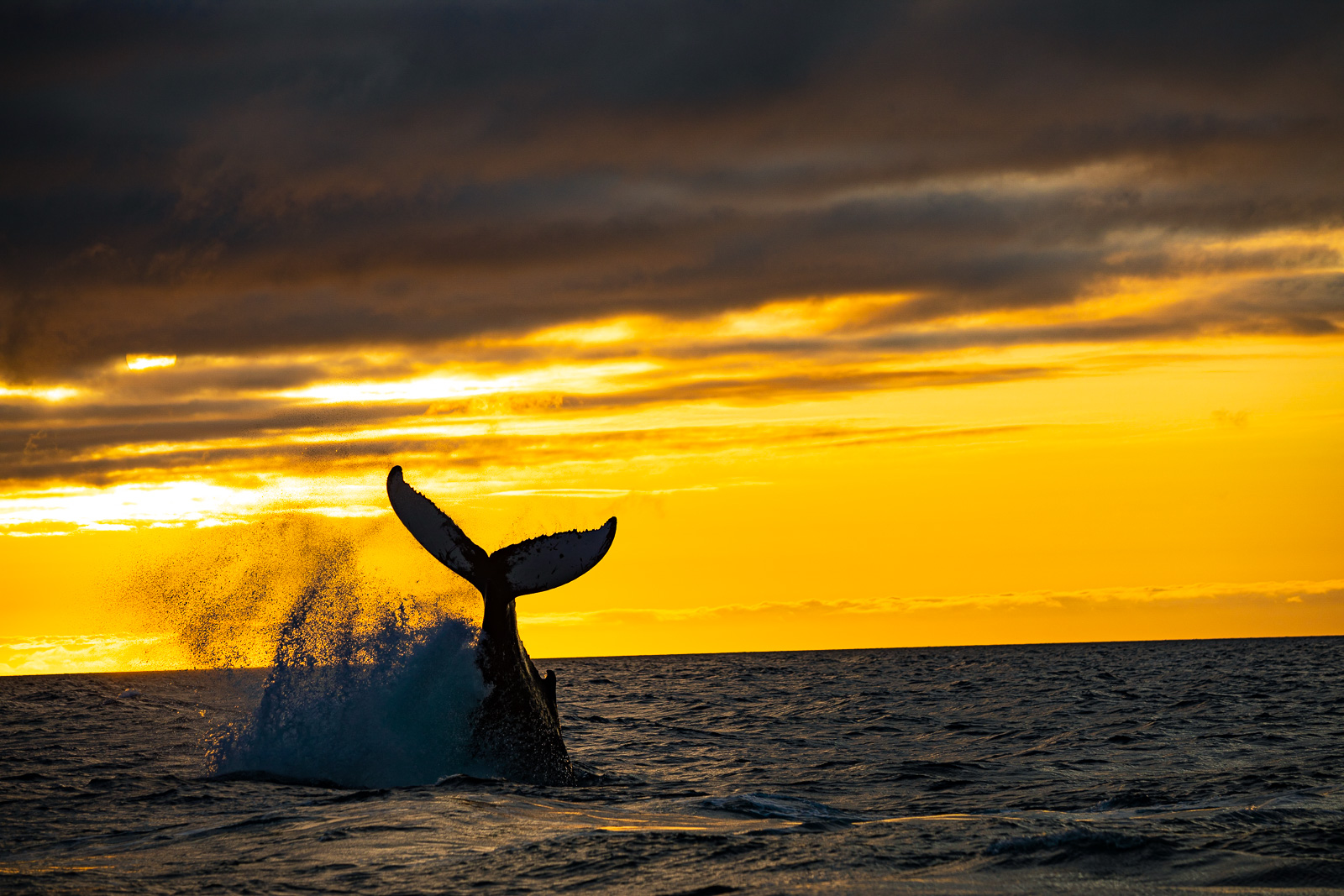 Unto The Breach: Encountering The Humpback Whale In Akureyri