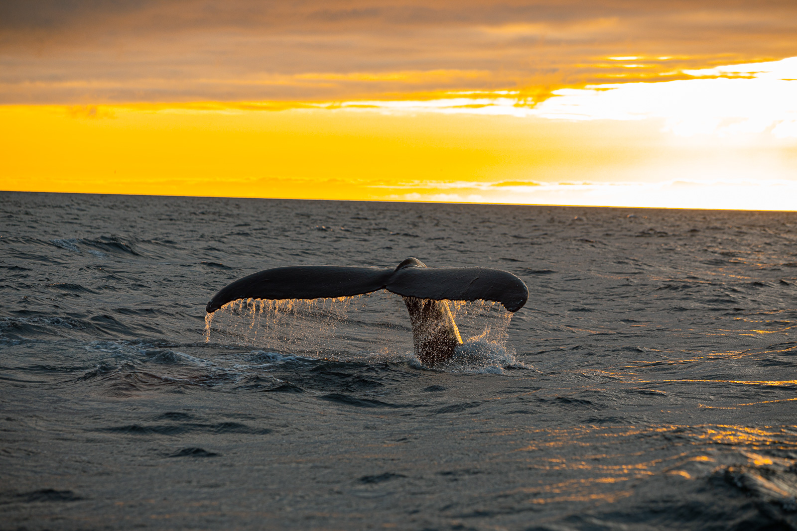 Orca Swims Out To Sea