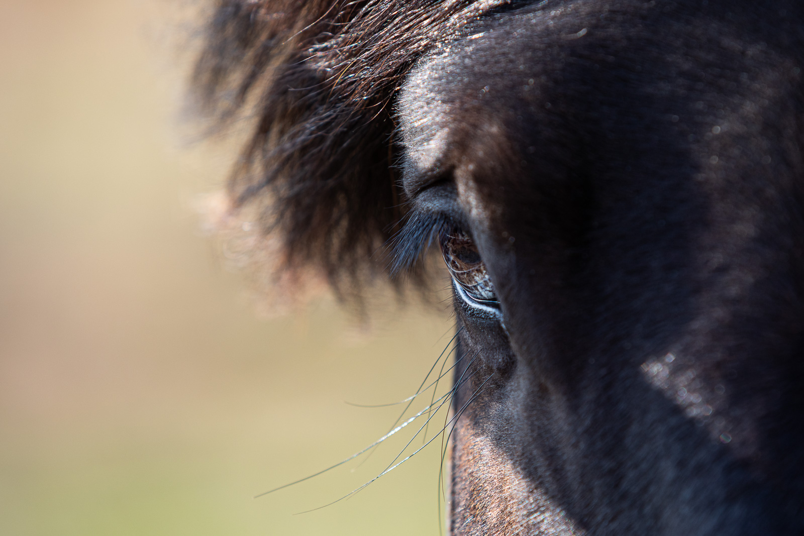 Neglected Horses Put Down, Others Returned To Owner