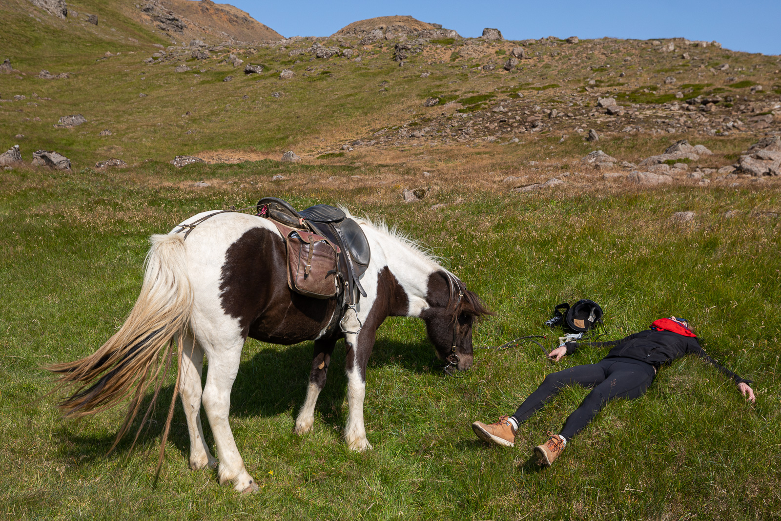 Animals In Iceland Are Struggling With The Current Heat