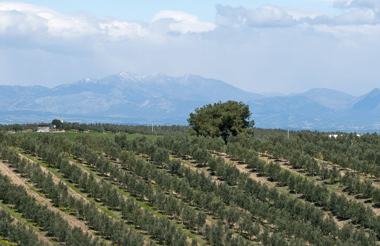 Two Icelanders Arrested By Israeli Forces While Helping With Olive Harvest, Later Released