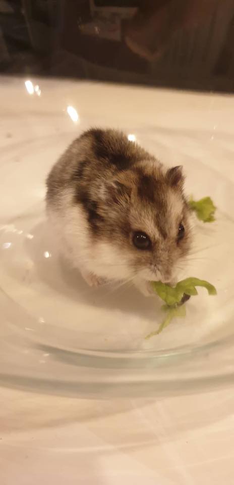 Police Search For Owner Of Rodent
