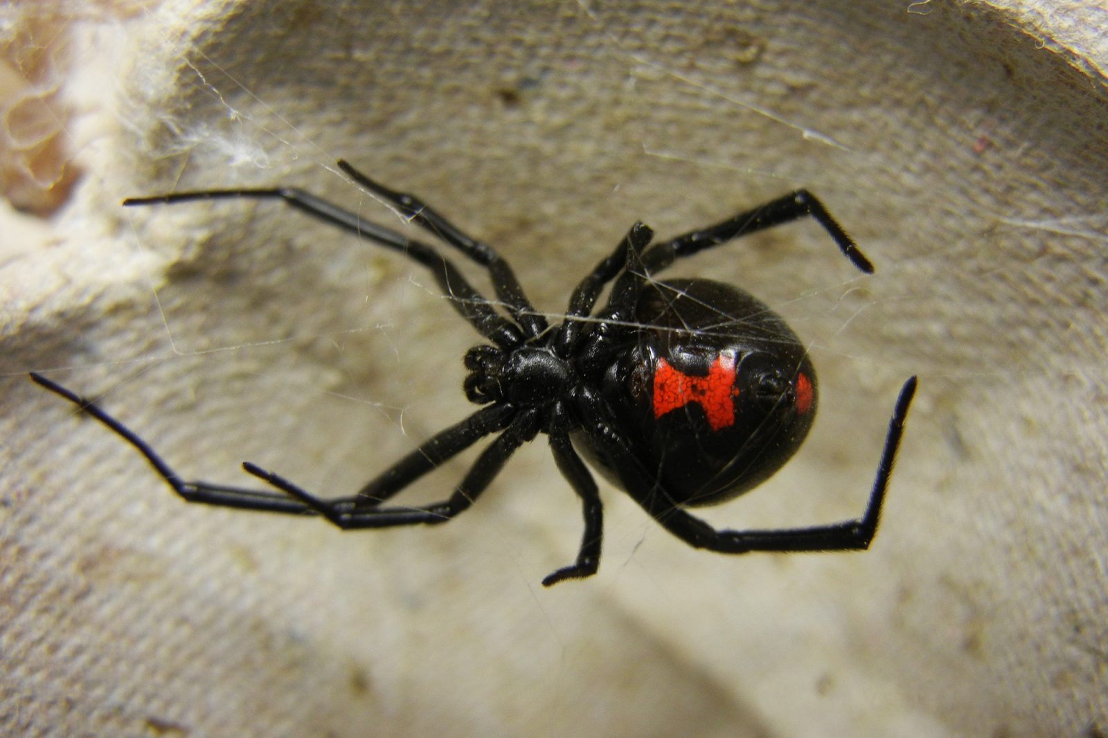 Seven Spiders Found In American Grapes In Iceland Since Last November