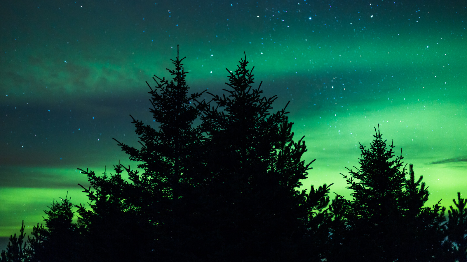 Trees at night