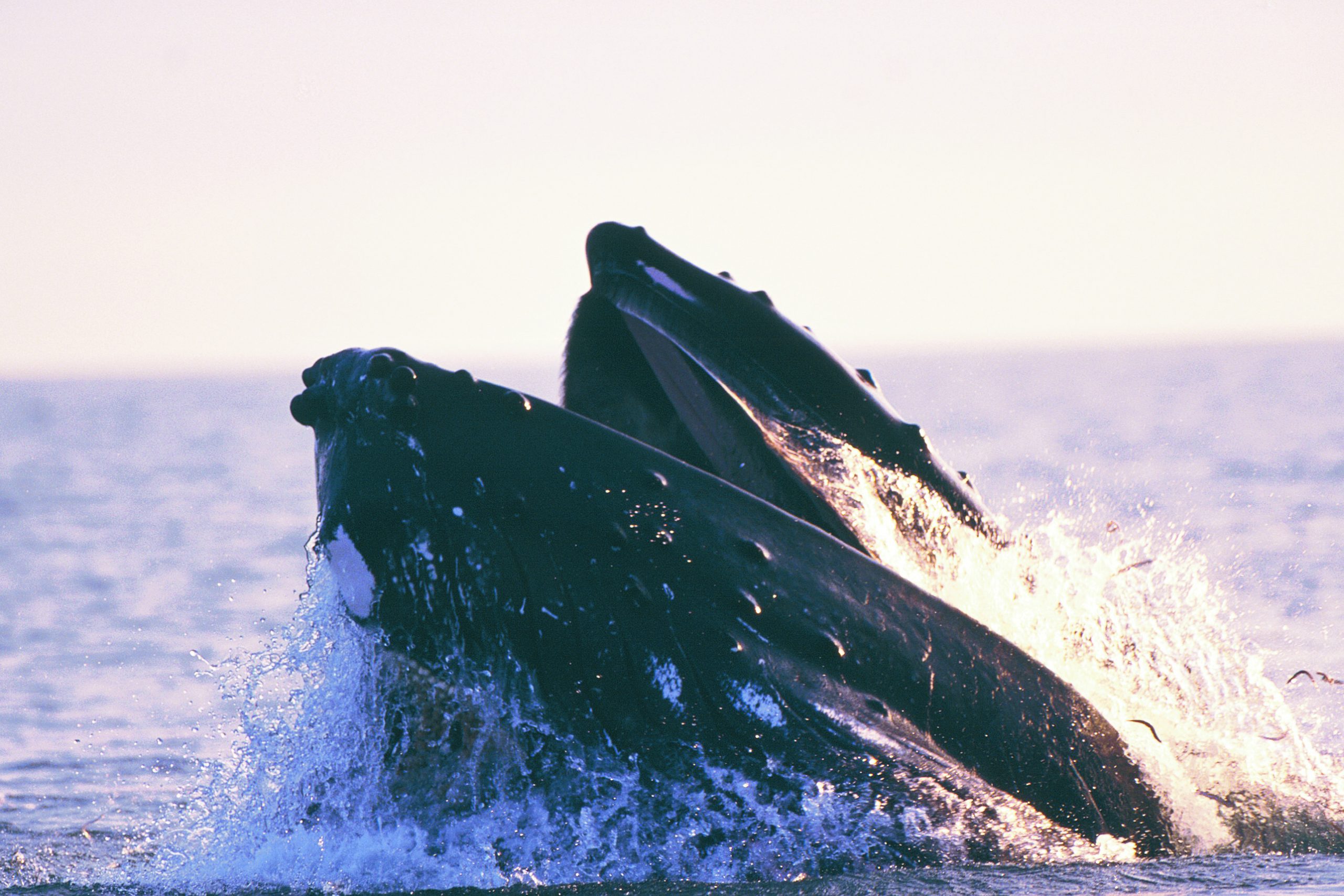 North: Whales Found Love In A Hopeless Place