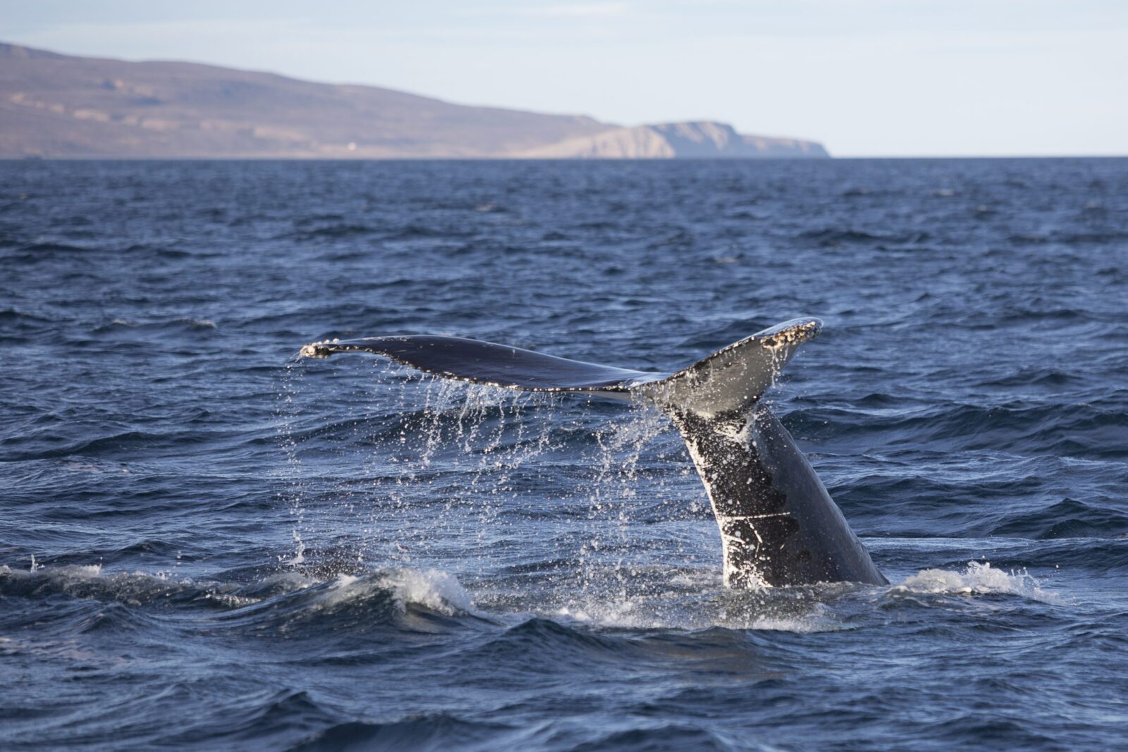 Tourism Industry Unhappy With News Of Fin Whale Hunt Renewal