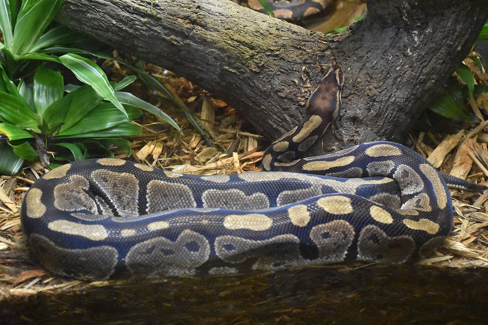 Proposed Permanent Python Perturbs Politician