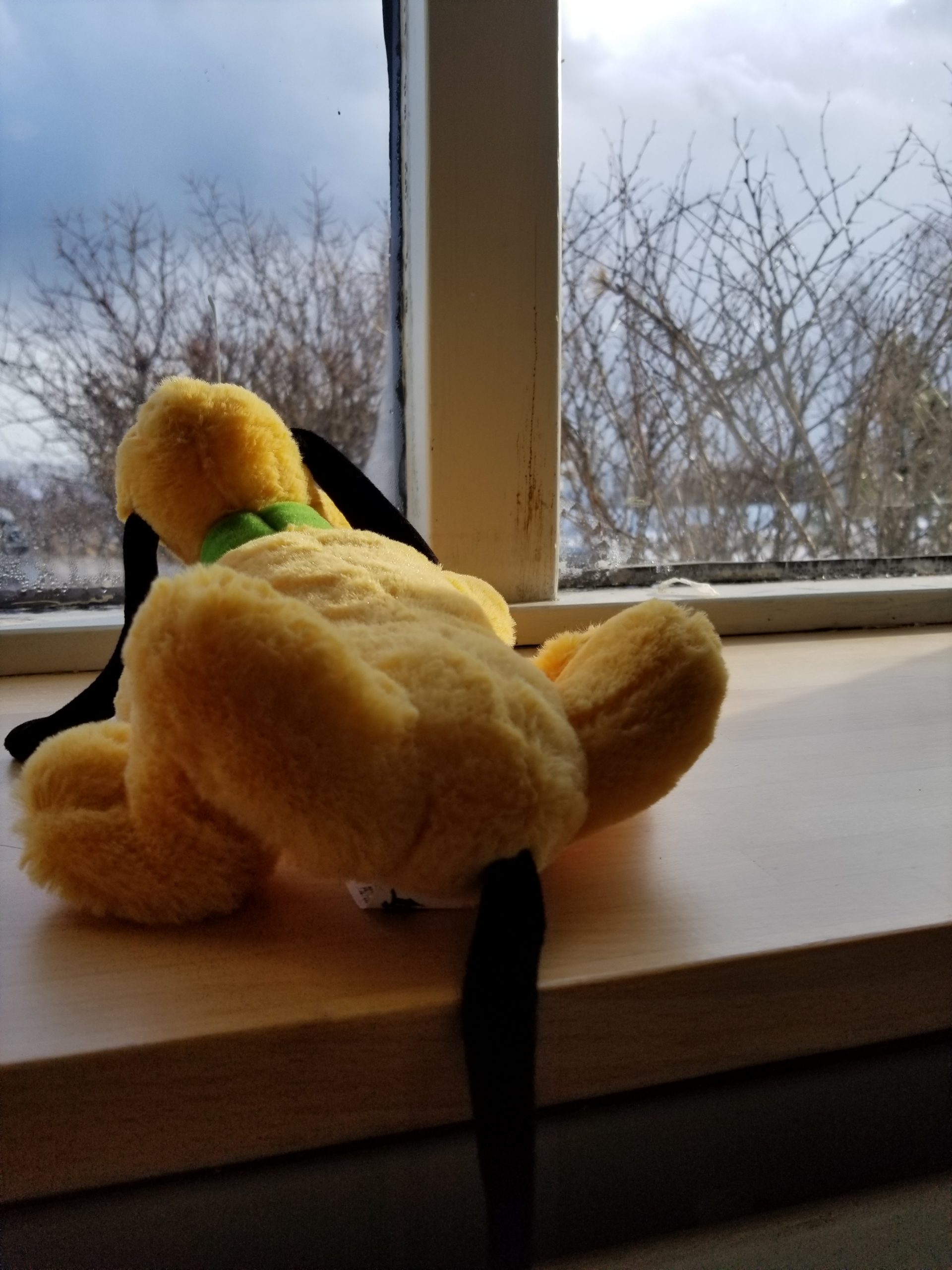Reykjavík Residents Fight COVID-19 With Teddy Bears