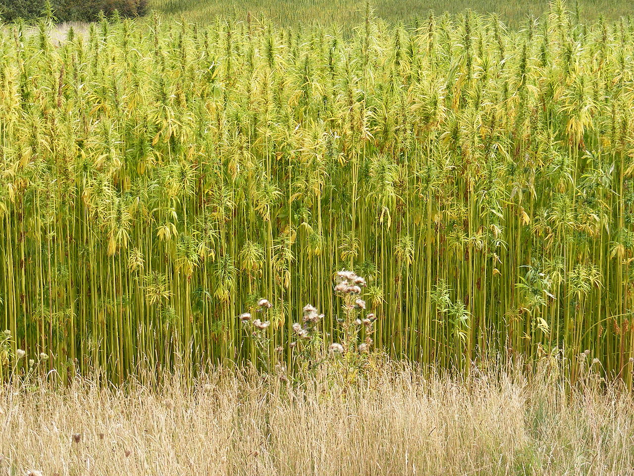 Industrial Hemp Farm Still Trying To Convince Authorities That They’re Not Growing Drugs