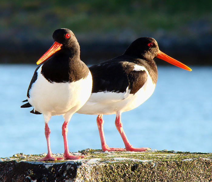 Eurasian Oystercatcher Returns To Iceland