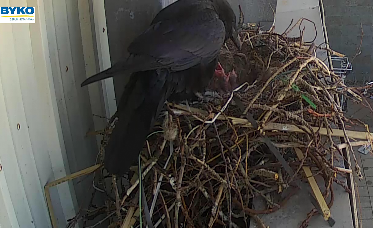 Raven Hatches Chicks On Cam Above Byko In Selfoss