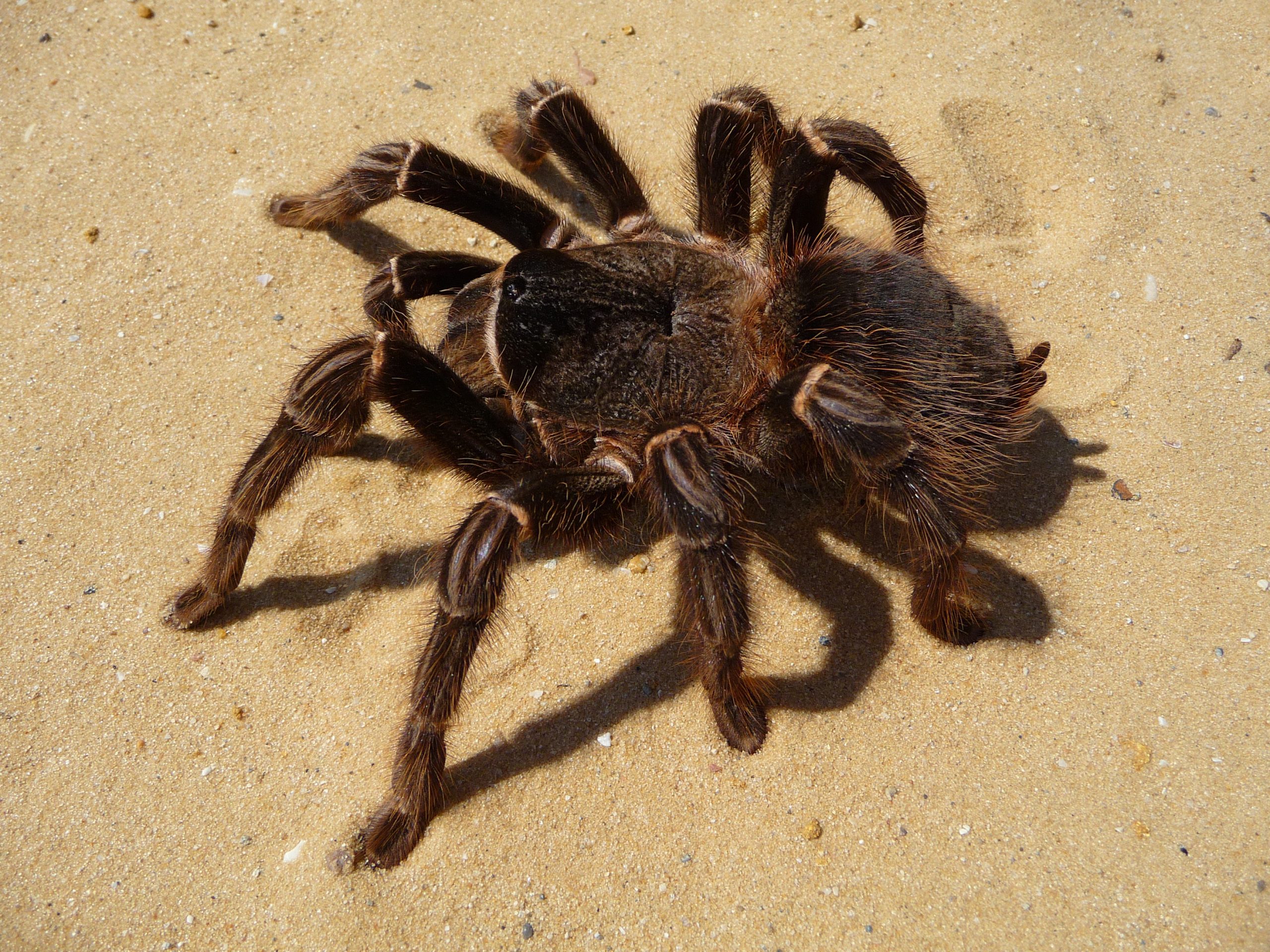 Tarantulas Coming To Laugardalur Zoo