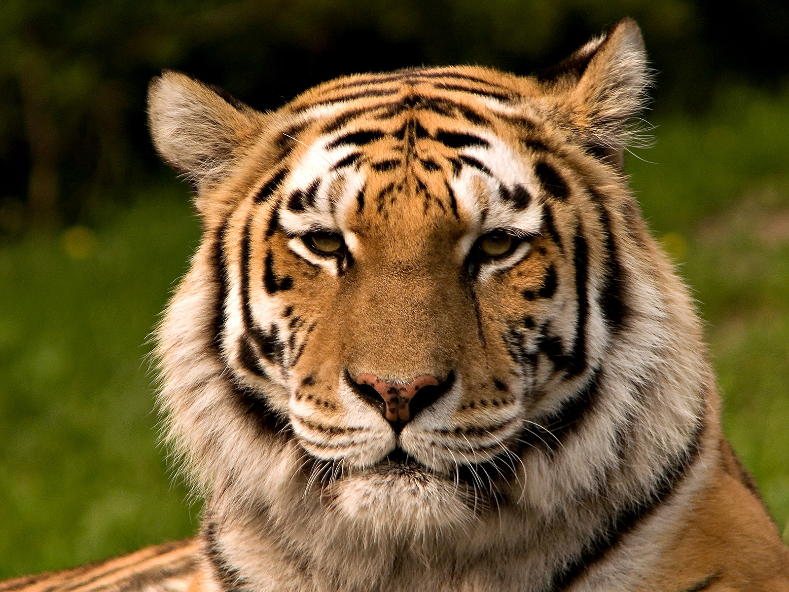 This Is Not The Time To Get A Tiger