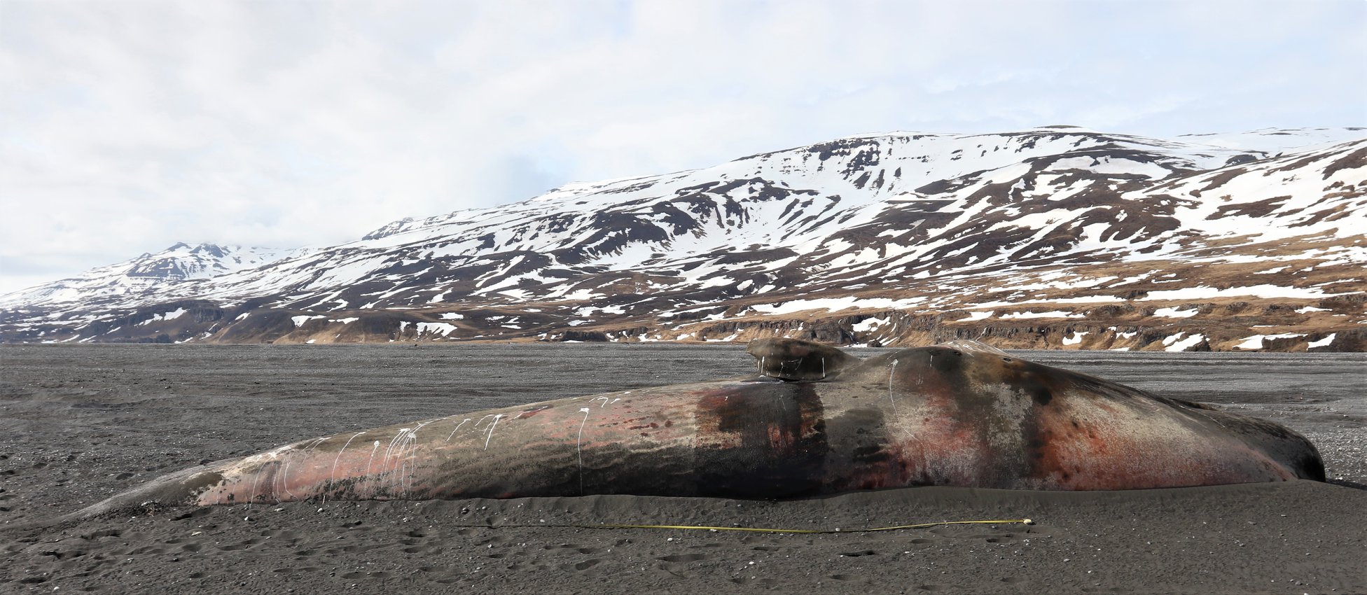 Sperm Whale Carcass Washes Up On East Iceland Beach
