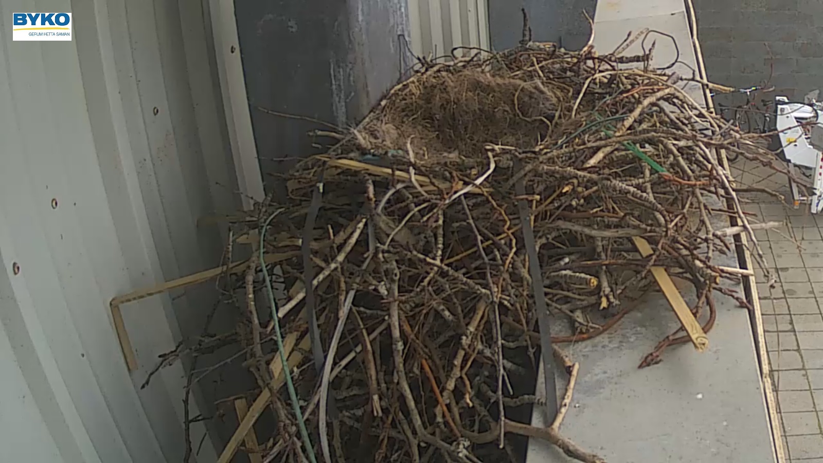 Byko’s Raven Cast Fails After Chicks Mysteriously Die