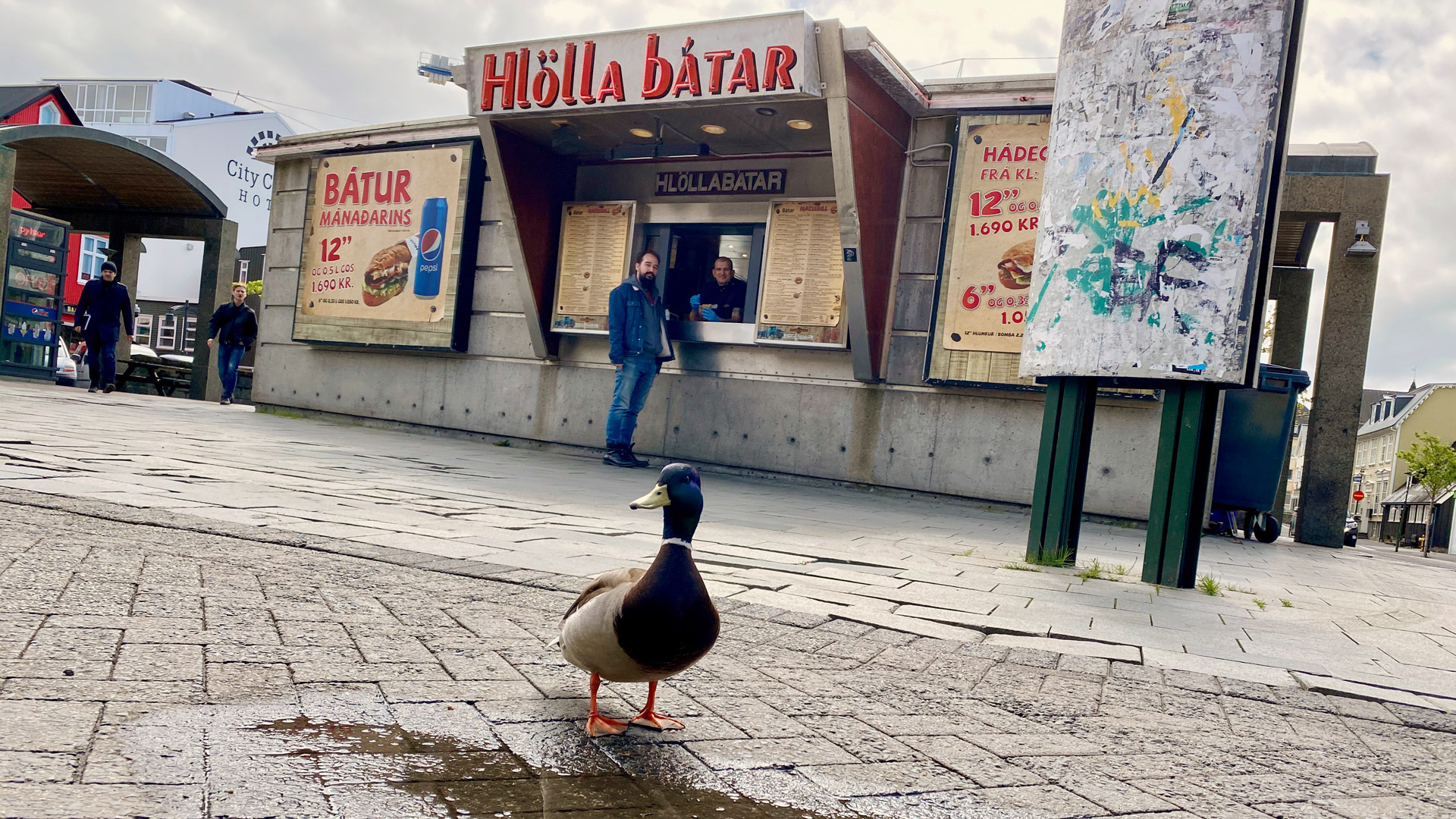 Duck Couple Of Hlöllabátar Divorce