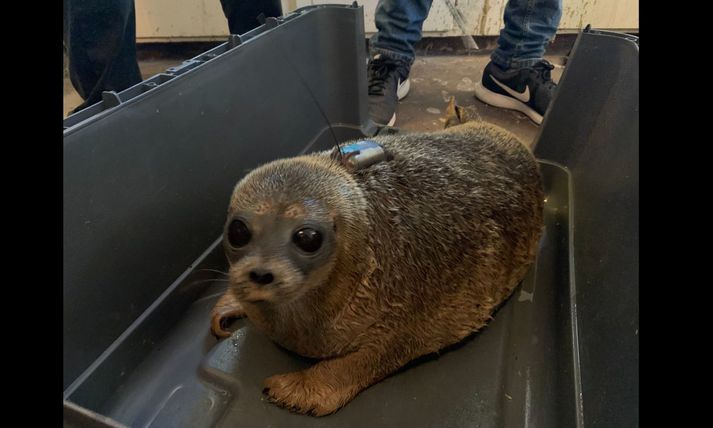VIDEO: Ringed Seal Released Into The Wild