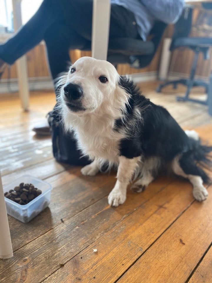 Meet Pollý: Chief Morale Officer At The Reykjavik Grapevine