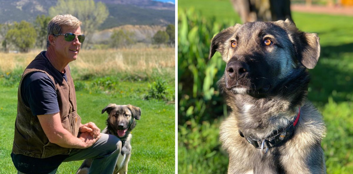 Cloned Dog Of Former Icelandic First Lady Being Trained In Aspen