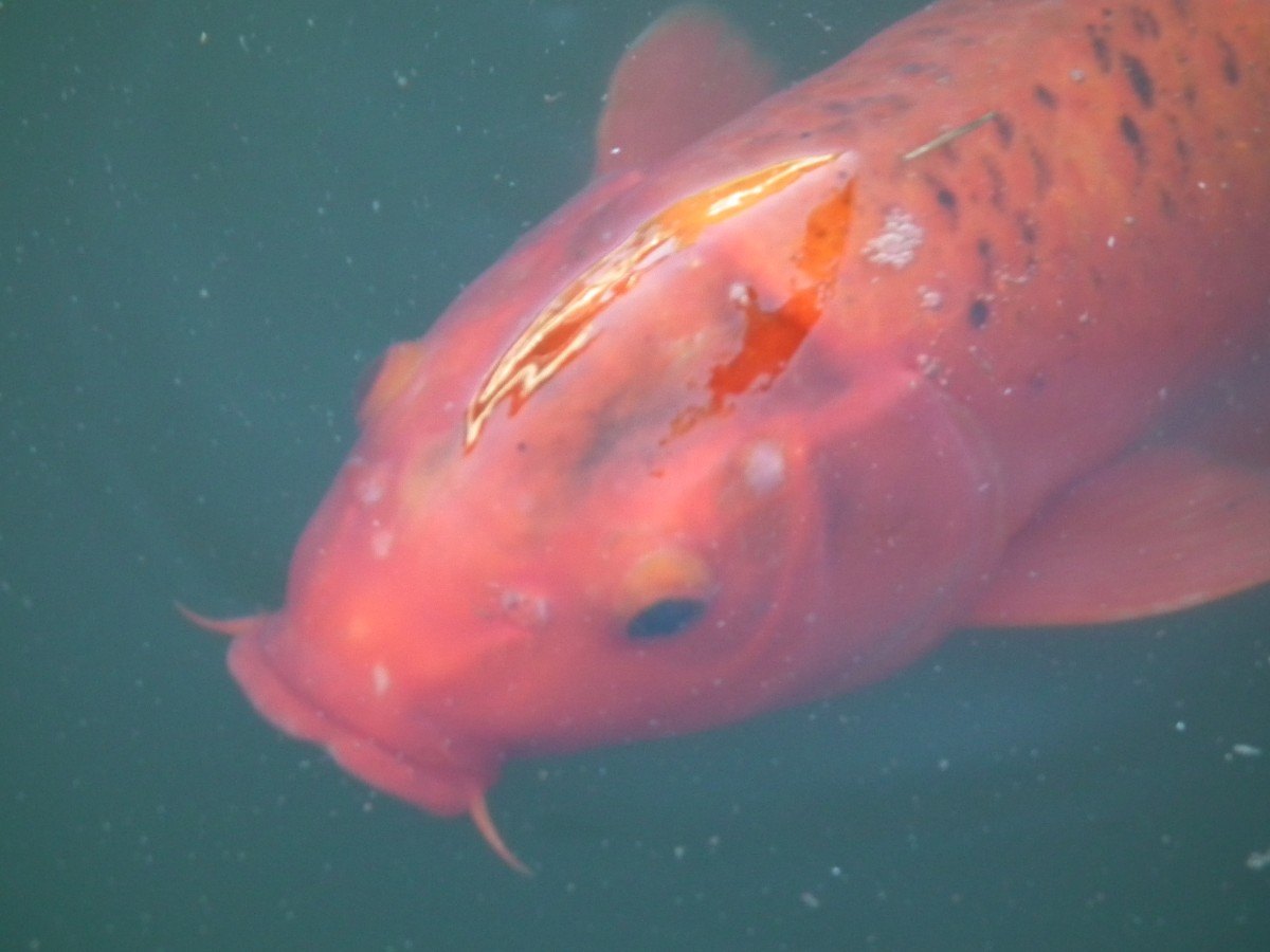 Japanese Koi Fish In Elliðaá