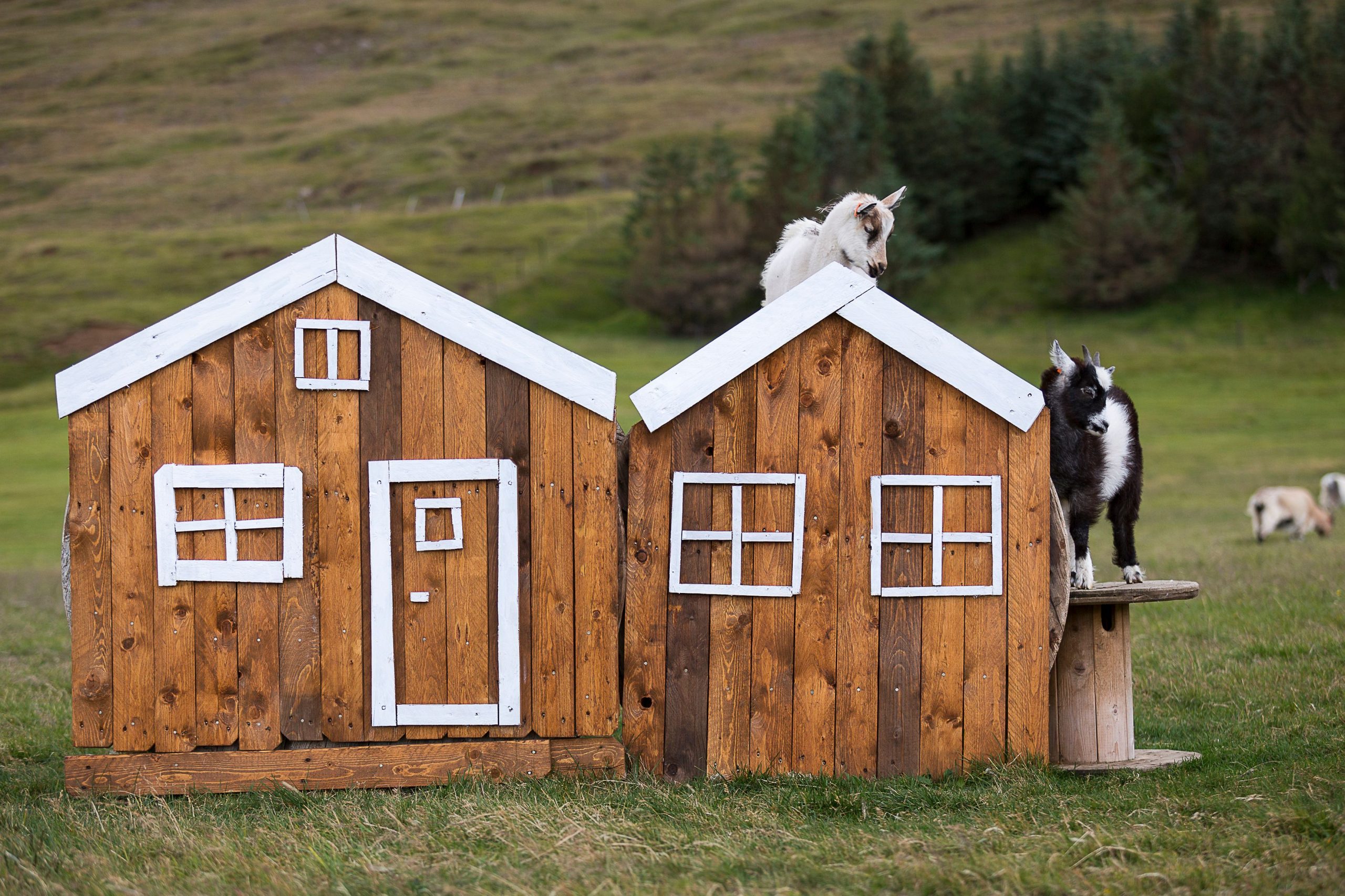 The Grapevine’s Country Cuisine Handbook