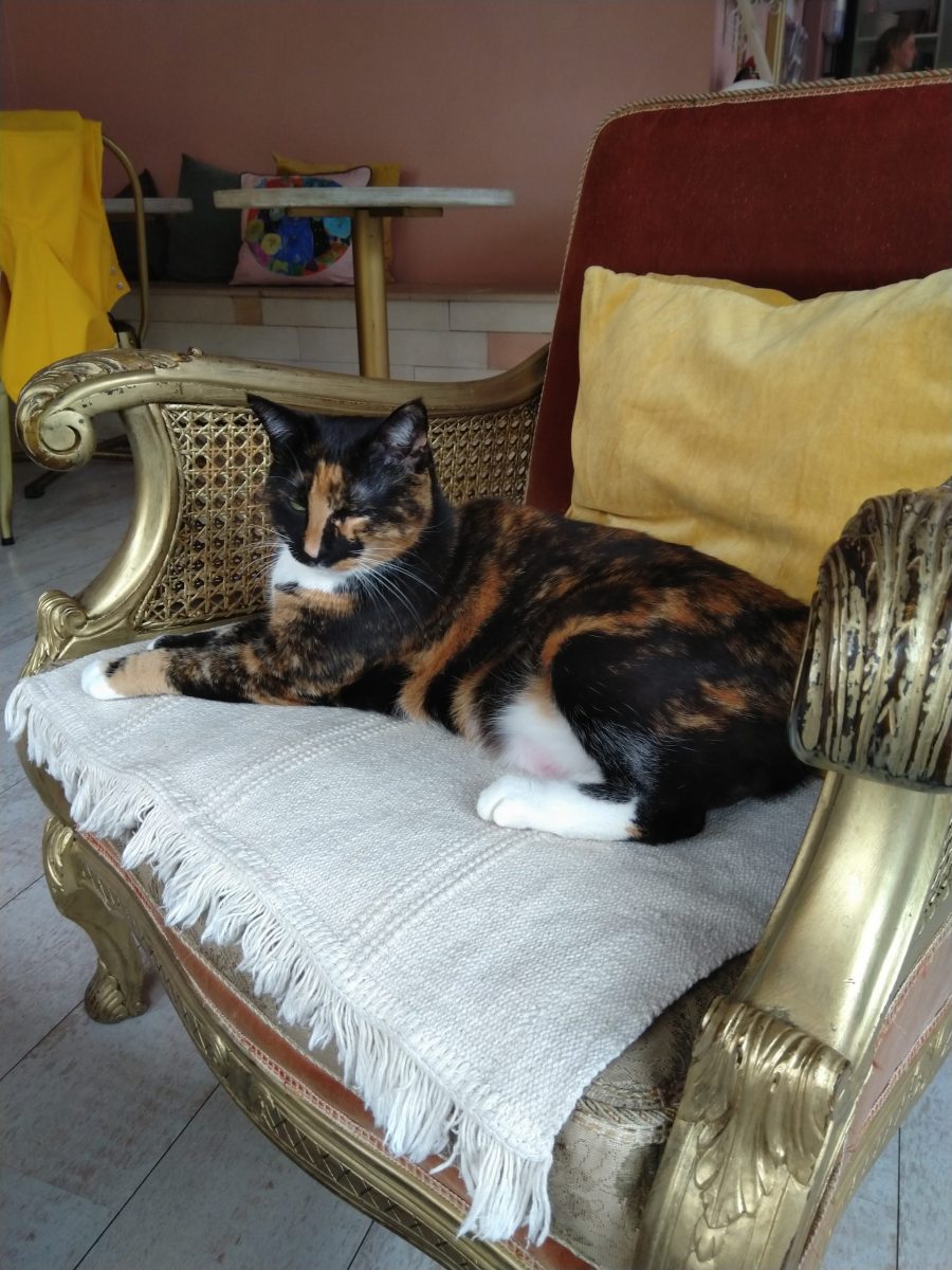 Garage Sale Held To Rescue Stray Cats In Need
