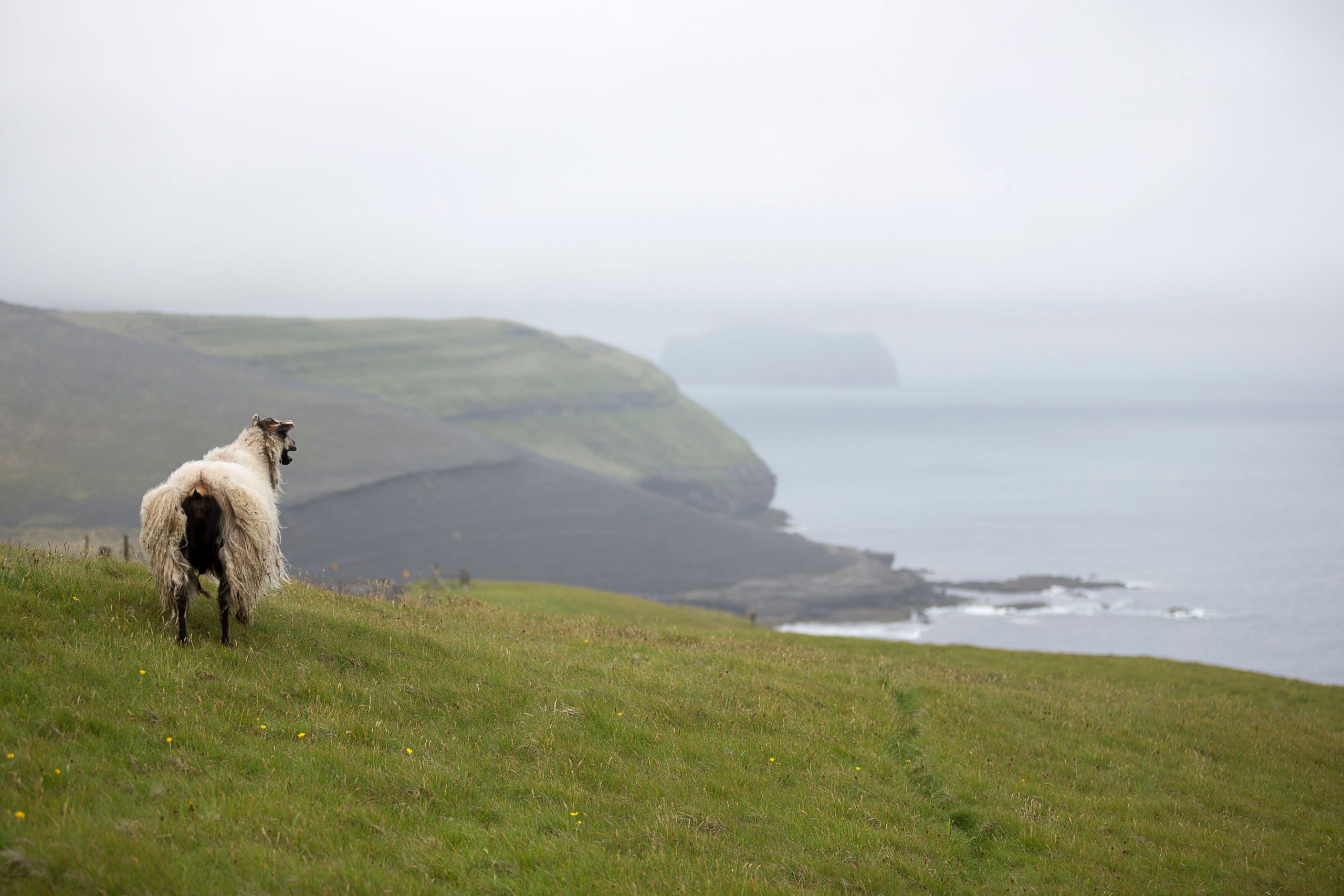 The Grapevine Bookclub: Sperm Banks And Erotic Sheep