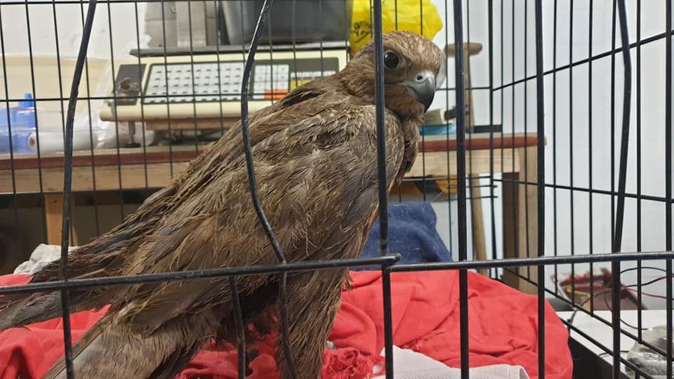 Falcon Arrested, No Charges Filed