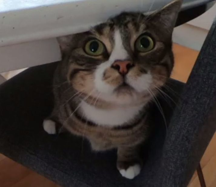 New Rights On The Table For Feral Cats