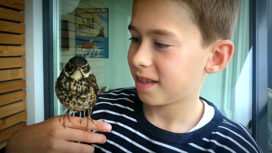 Thrush Chick That Won’t Leave Eleven-Year-Old’s Side Wakes Him With Song