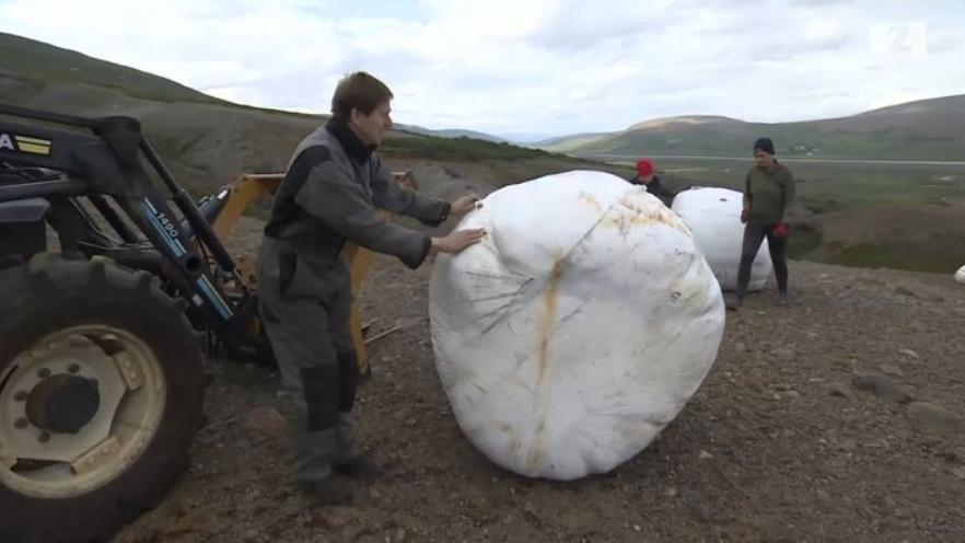 Young People in Þingeyrarsýsla Cultivate Land With Old Hay Bales