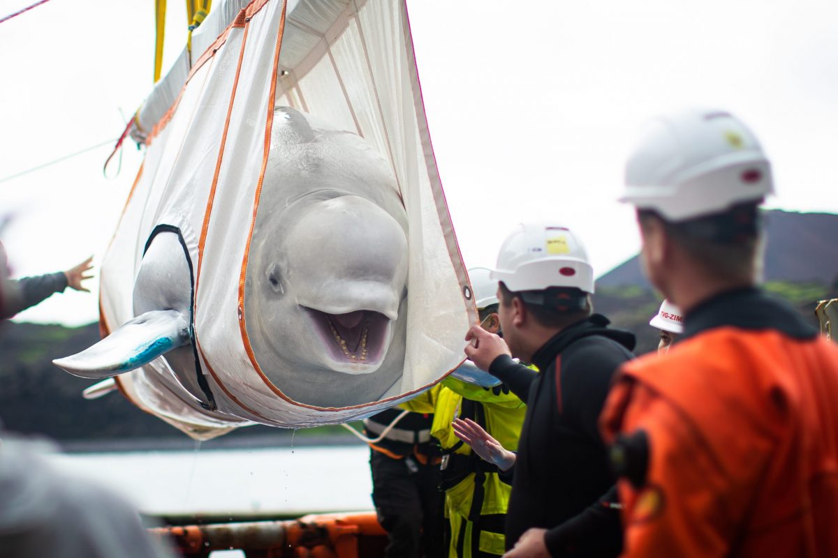 Former Captive Beluga Whales Return Successfully To The Sea