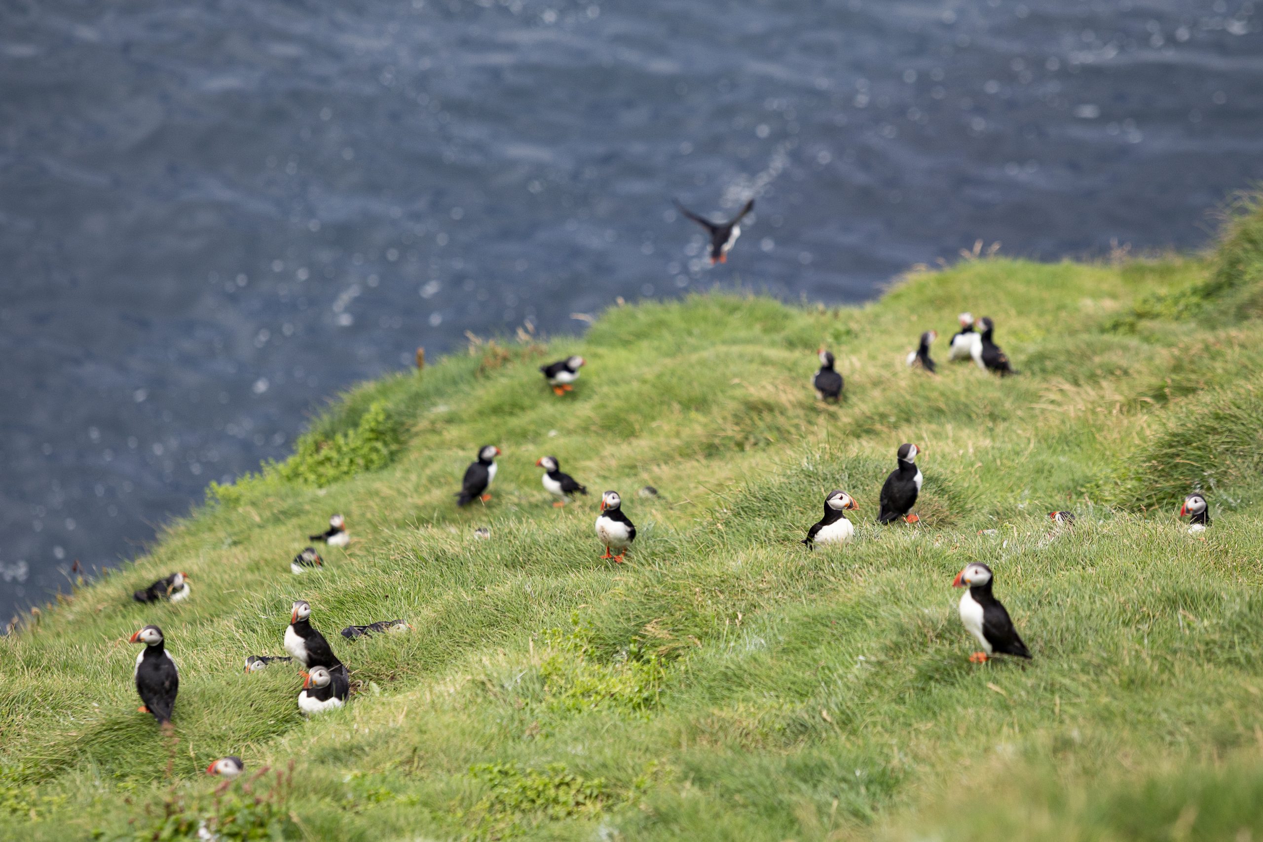 A Day In The 900: Food, Folks, And Fulmars In The Westman Islands